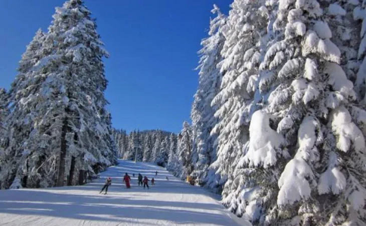 Borovets Ski Holidays - One of the tree-lined pistes in Borovets