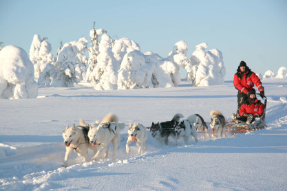 Husky Heaven