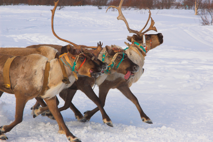 Reindeer