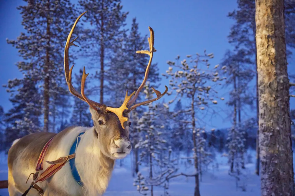 Santa's Aurora | Reindeer