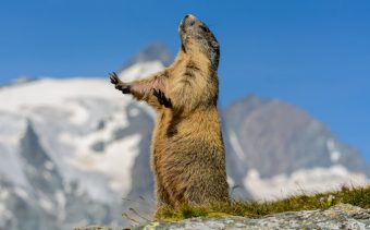 Marmots In The Alps: A Tale Of Alpine Charm And Ecological Significance