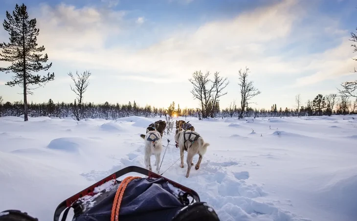 POV photo from a sledge being pulled by a pack on huskies across a snowy and forested landscape on ski holiday in Norway